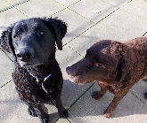two curly coated retriever dogs playing