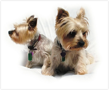 two yorkshire terriers